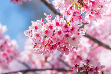 Cherry Blossom Blooms