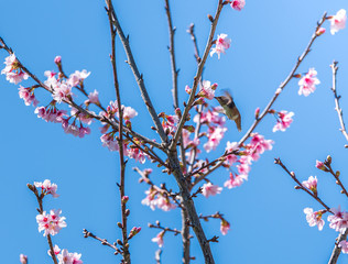 Cherry Blosom Flutters