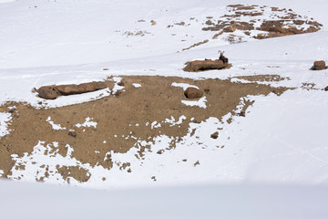 Ibex resting  on a rock in the snow covered mountains of Spiti valley, Himachal Pradesh, India