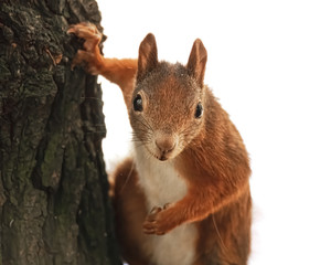 Neugieriges Eichhörnchen