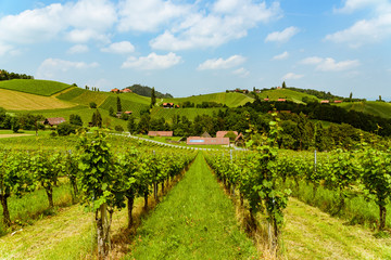 Fototapeta na wymiar Austria Vineyards vine street south Styria travel spot