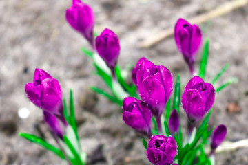 Crocus flowers are purple. Primroses