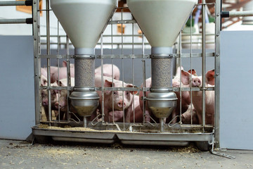 Pigs on the farm, feeder for pigs © Jovan