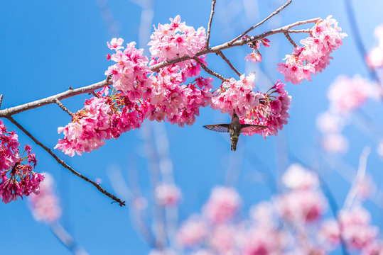 Cherry Blosom Flutters
