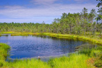 Fototapeta na wymiar Viru bog (Viru Raba) in Lahemaa national Park, a popular natural attraction in Estonia. Picturesque landscape with swamp and forest