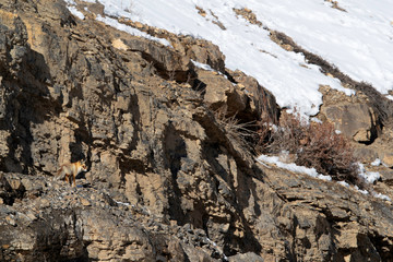 Fototapeta na wymiar Red fox in the snow covered mountains of Spiti valley, Himachal Pradesh, India