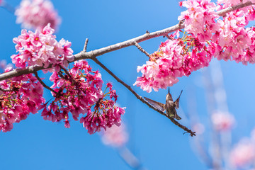 Cherry Blosom Flutters