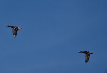 a flock of mallard ducks