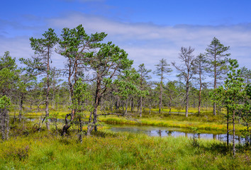 Viru bog (Viru Raba) in Lahemaa national Park, a popular natural attraction in Estonia. Picturesque...