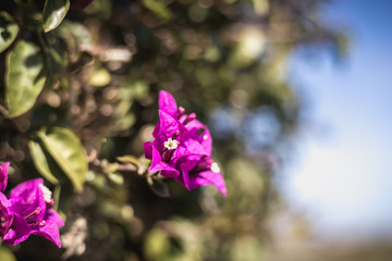 bougainvillea flower on a sunny winter day