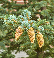 three cones on the tree