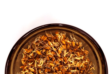 Wheat and rye seeds with sprouts. The grains lie in a glass bowl that stands on a white background