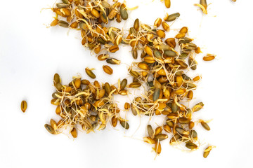 Wheat and rye seeds with sprouts. The grains lie on a white background in a chaotic order