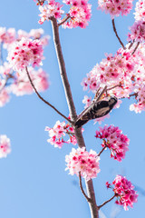 Cherry Blossom Woodpecker