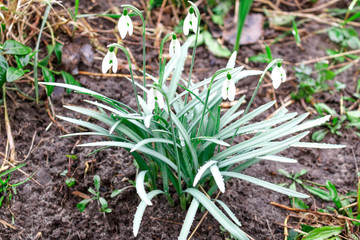 White flowers of Galanthus . Primroses