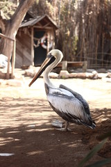 Pelecanus