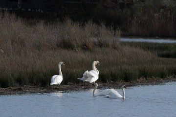 cygne en groupe 