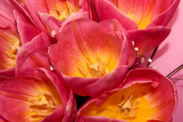 Fototapeta na wymiar Pink Tulip buds on a delicate background.