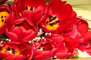 Buds of red opened tulips. Heart of a spring flower.