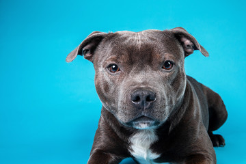 Adorable American Staffordshire Terrier standing in studio