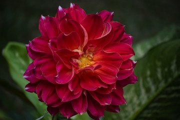 red flower