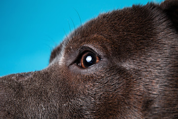 Lovely American Staffordshire Terrier in studio on blue background