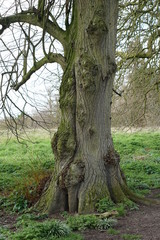 Fototapeta na wymiar Old trees, Avenue, East Town Park, Haverhill, UK