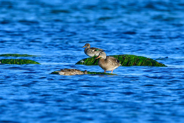 Stockente und Krickente Weibchen an der Ostsee im Herbst