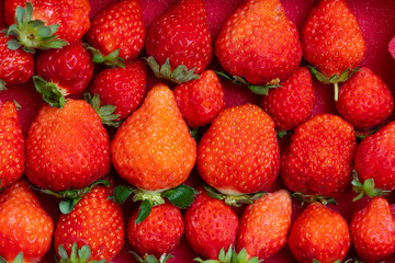 Fresh strawberries in white porcelain plate on wooden table