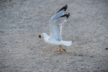 Seagulls searching for their next meal