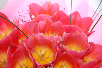 Fototapeta na wymiar Bouquet of pale pink tulips. Pink flower buds.