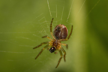 Nahaufnahme einer Spinne in ihrem Netz