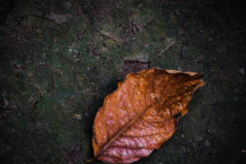 leaf on ground