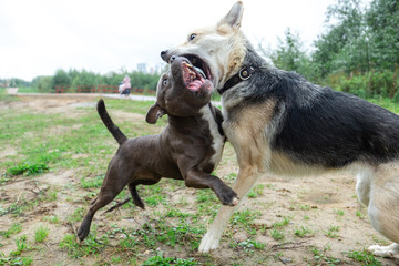 American Staffordshire Terrier fighting with mongrel dog