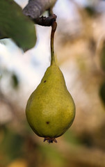 eine reife Birne hängt im Spätsommer an einen Birnenbaum