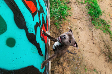 Cheerful active dog at graffiti wall in street