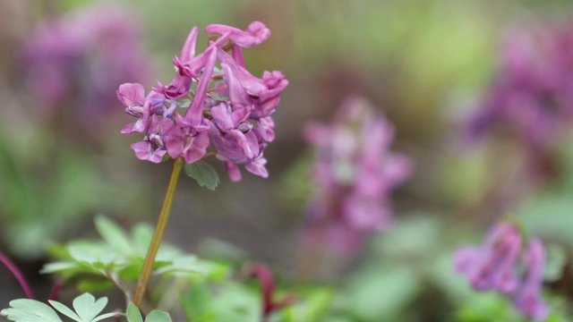 Violet blooming corydalis in light breeze. Dolly shot.