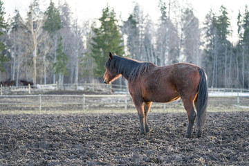 Profile portrait of a brown horse at Tooma on a muddy field. Rural countryside place in Estonia. Early spring day. Animal is behind wooden fence. Horse is stepping away.