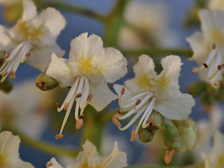 weißgelbe Blüten der Kastanie, Aesculus hippocastanum, als close up vor blauem Hintergrund