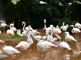 pink flamingos in vivo in a national park in brazil
