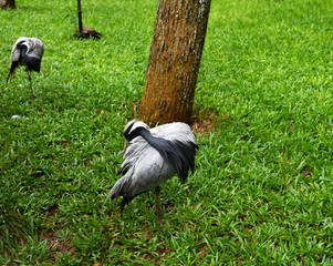 gray king in vivo in a national park in brazil