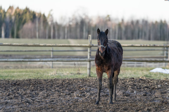 Full size portrait of young brown horse at Tooma, a rural place in Estonia. Early evening in spring. Animal is in front of wooden fence and stands on muddy field. Forest in the background.