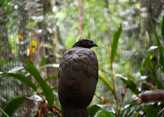 black bird in vivo in a national park in brazil