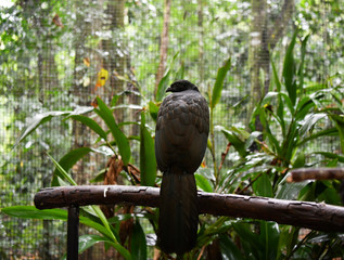 black bird in vivo in a national park in brazil