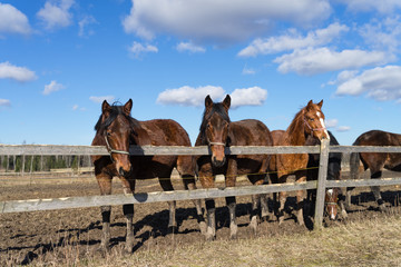 Group of young brown horses at Tooma, a rural place in Estonia. Sunny bright spring day with few...