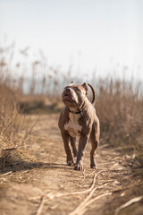 dog portrait american bully pitbull 