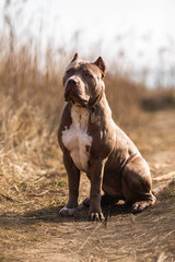 dog portrait american bully pitbull 