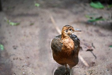 brown bird of class chicken in green thickets