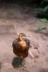brown bird of class chicken in green thickets
