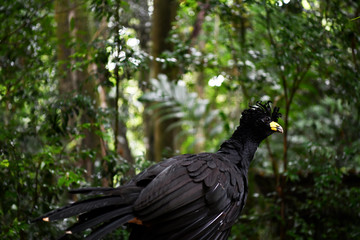 black bird in vivo in a national park in brazil